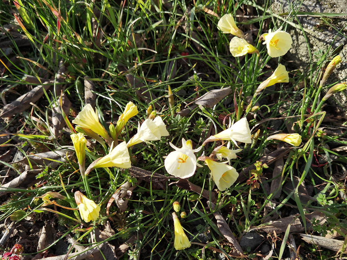 Narcissus bulbocodium ‘White Petticoat’ en fleurs dans un jardin ensoleillé